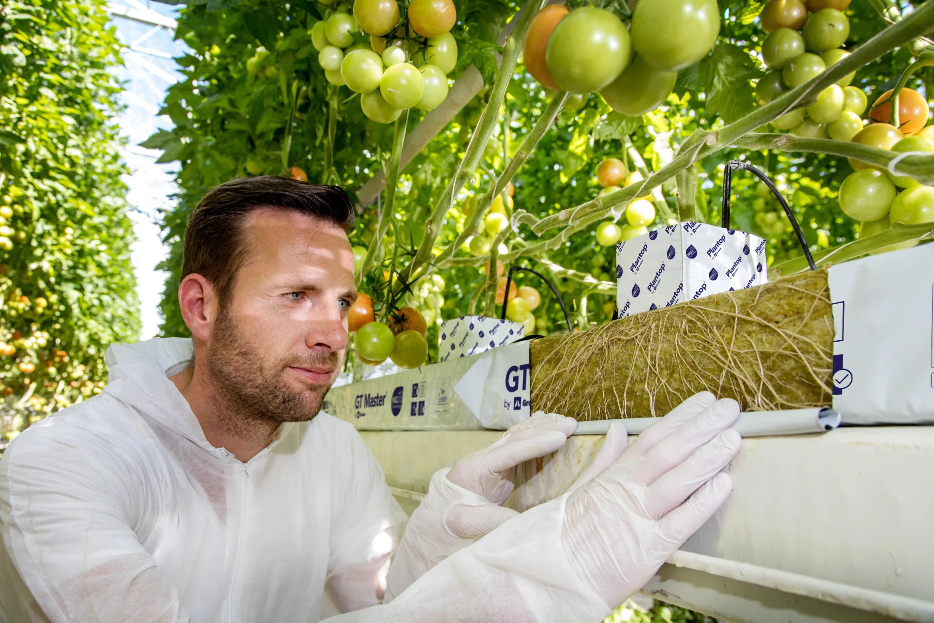 ROCKWOOL открывает свое первое в России и самое современное в мире производство субстратов для экологичного выращивания овощей и цветов