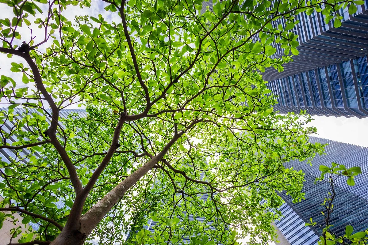 Декарбонизация_1